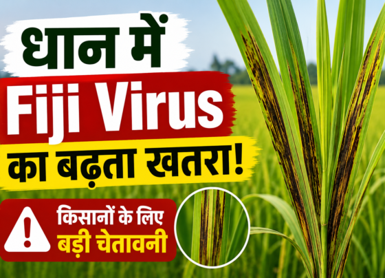Dhan Mein Fiji Virus Se Kaise Bachaye