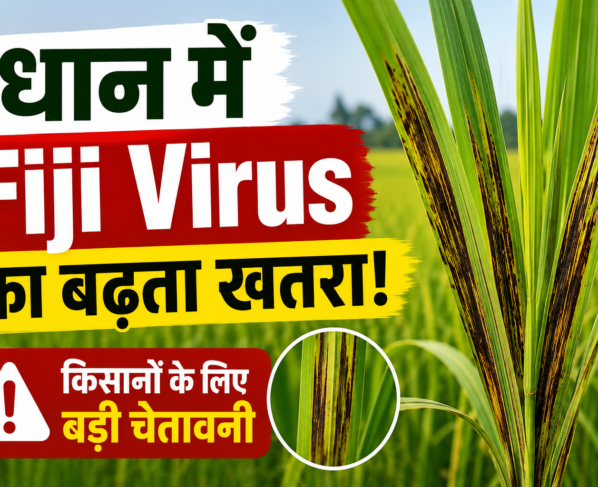 Dhan Mein Fiji Virus Se Kaise Bachaye