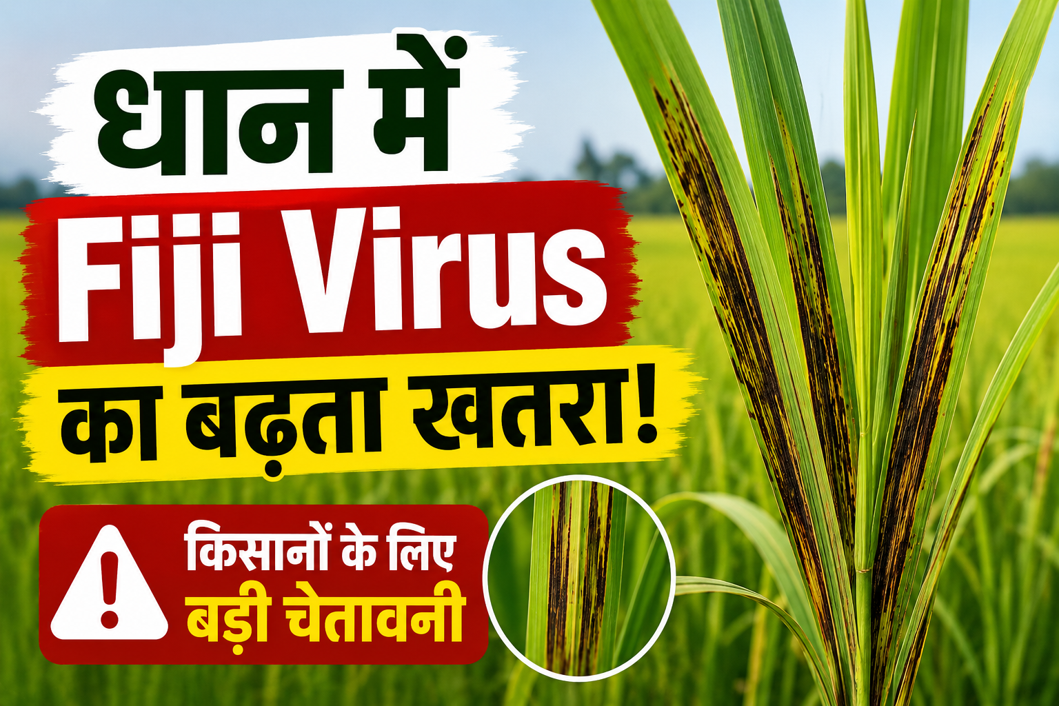 धान में फिजी वायरस का बढ़ता खतरा, जानें बचाव के आसान और प्रभावी उपाय Dhan Mein Fiji Virus Se Kaise Bachaye