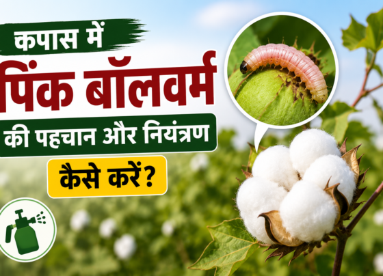 Kapas Me Pink Bollworm Ki Pehchan Aur Niyantran Kaise Kare?