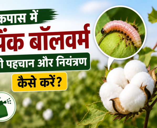 Kapas Me Pink Bollworm Ki Pehchan Aur Niyantran Kaise Kare?