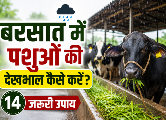 Barsat Me Pashuo Ki Dekhbhal Kaise Kare