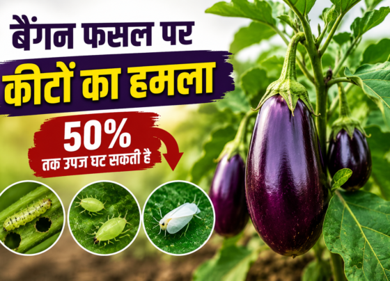 Baingan Fasal Par Keeton Ke Hamle Se Kaise Bache