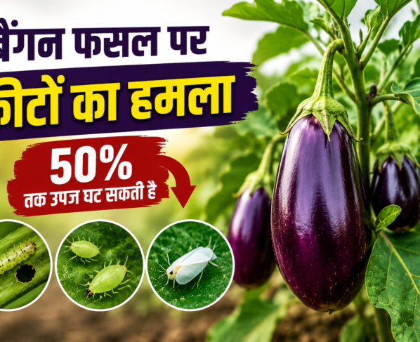 Baingan Fasal Par Keeton Ke Hamle Se Kaise Bache
