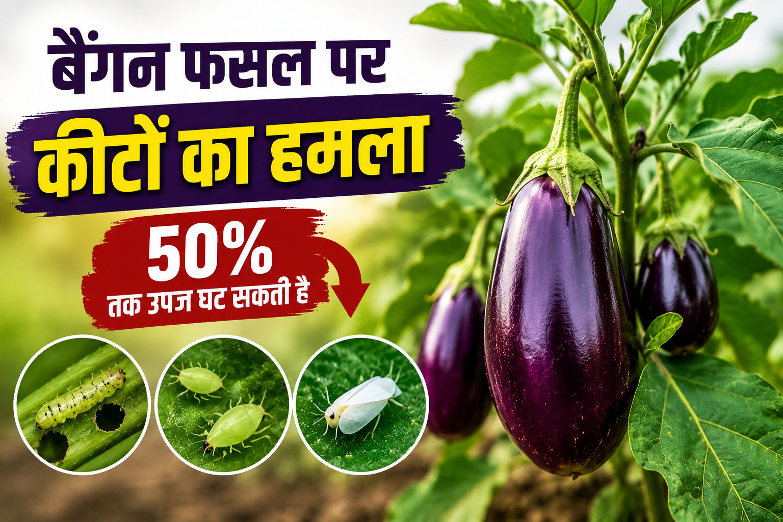 जानिए बैंगन की फसल को कीटों से बचाने के सबसे असरदार उपाय  Baingan Fasal Par Keeton Ke Hamle Se Kaise Bache