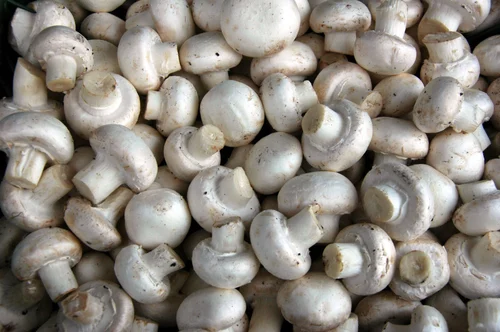 Mushroom Farming Subsidy