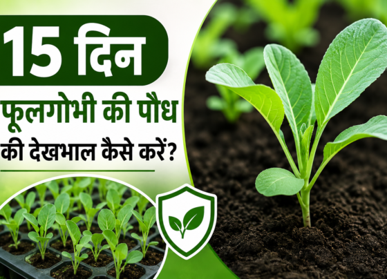 15 Din Ki Phoolgobhi Ki Paudh Ki Dekhbhal Kaise Kare?