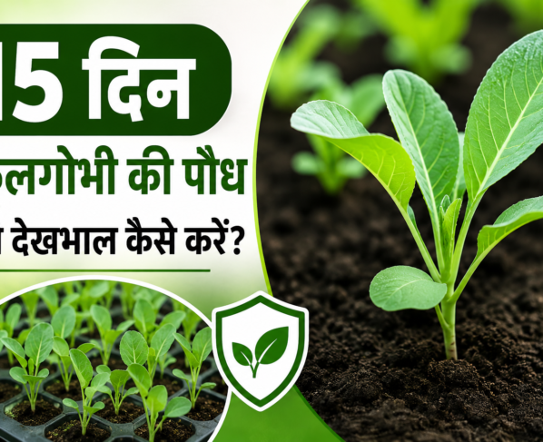 15 Din Ki Phoolgobhi Ki Paudh Ki Dekhbhal Kaise Kare?