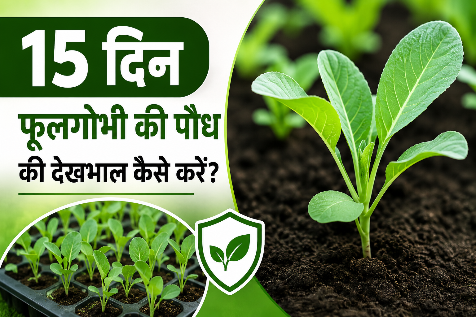 15 दिन की फूलगोभी को फंगस से बचाव और मजबूत पौध के लिए अपनाएं सही तरीका 15 Din Ki Phoolgobhi Ki Paudh Ki Dekhbhal Kaise Kare?