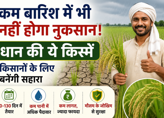 Kam Barish Me Dhan Ki Kisme