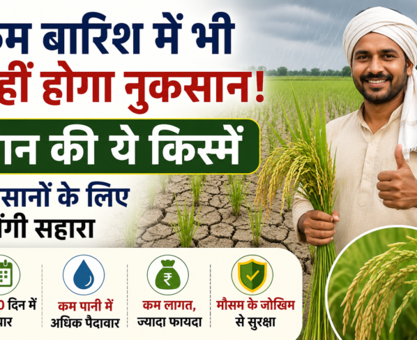 Kam Barish Me Dhan Ki Kisme