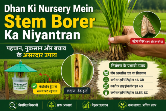 Dhan Ki Nursery Mein Stem Borer Ka Niyantran