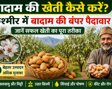 Badam Ki Kheti Kaise Kare