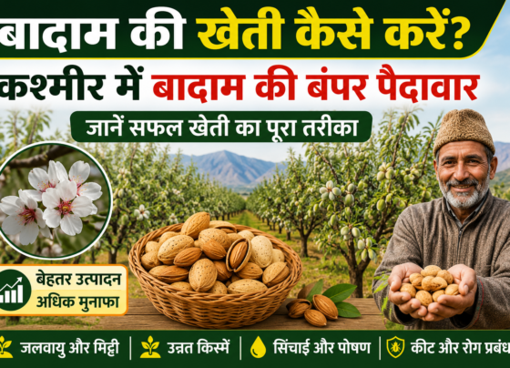 Badam Ki Kheti Kaise Kare