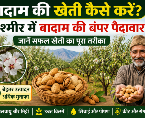 Badam Ki Kheti Kaise Kare