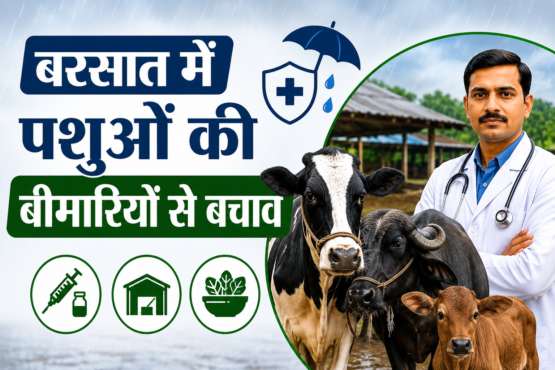Barsat Me Pashuon Ki Bimariyon Se Bachav Kaise Kare