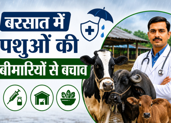Barsat Me Pashuon Ki Bimariyon Se Bachav Kaise Kare