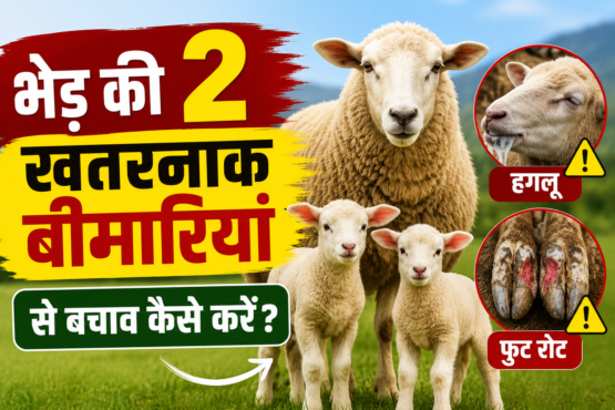 Bhhed Ki 2 Khatarnak Bimariyan Se Bachav Kaise Kare