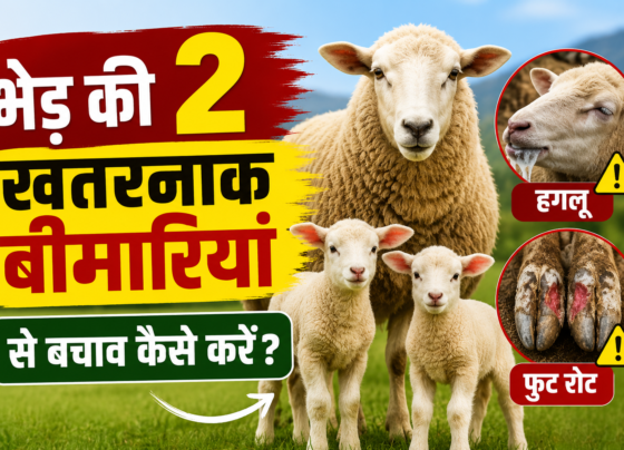 Bhhed Ki 2 Khatarnak Bimariyan Se Bachav Kaise Kare