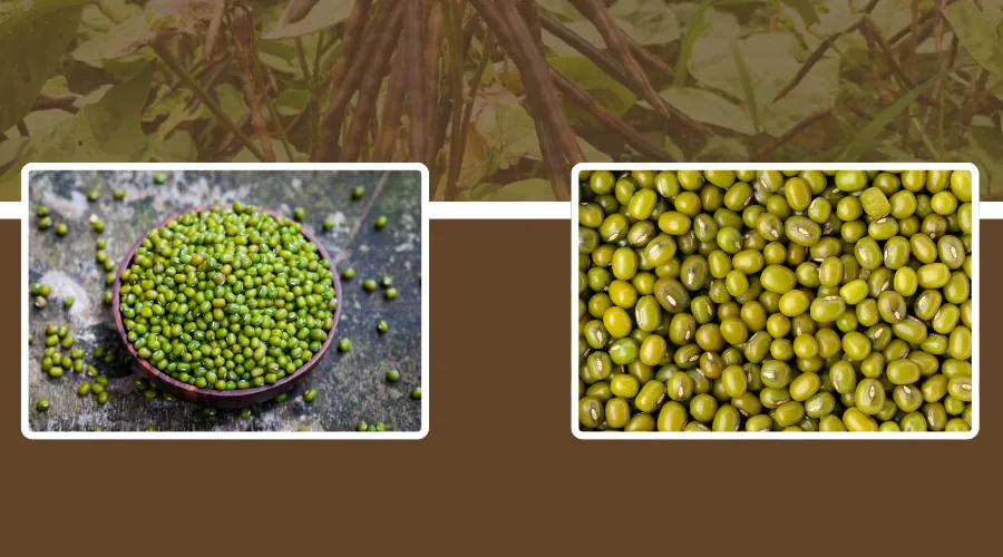 Green Gram Farming