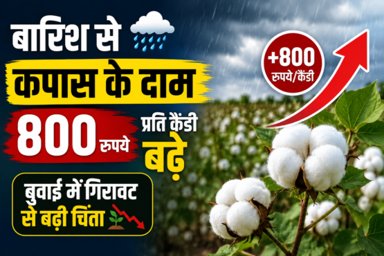 Barish Se Kapas Ke Daam Bade