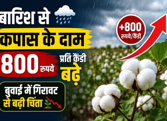 Barish Se Kapas Ke Daam Bade