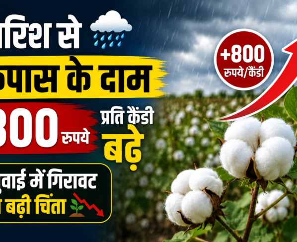 Barish Se Kapas Ke Daam Bade