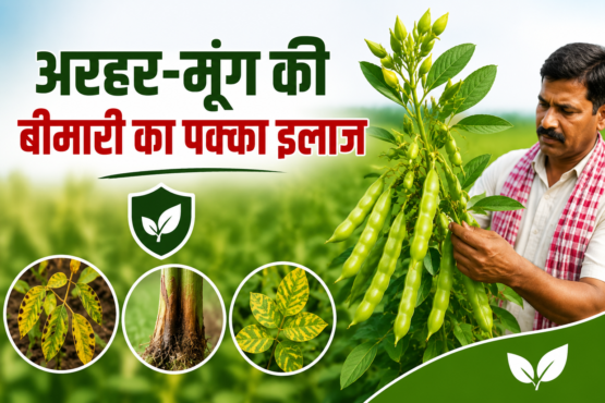 Crop disease