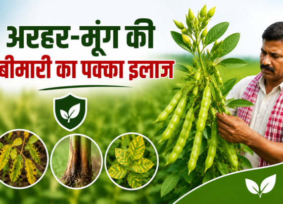 Crop disease