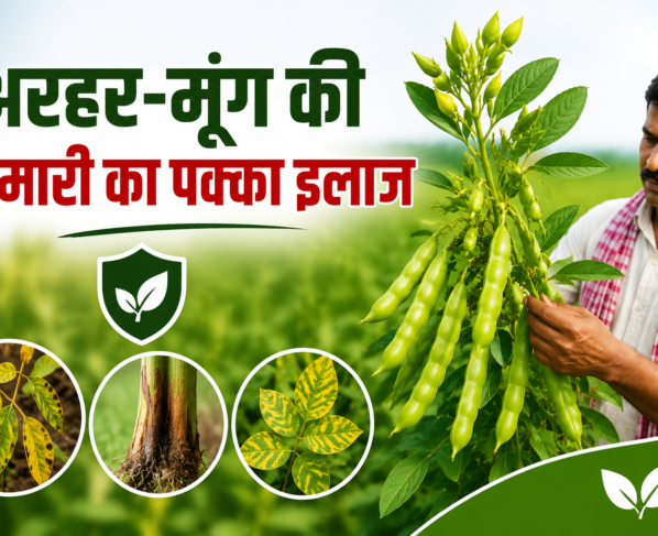 Crop disease