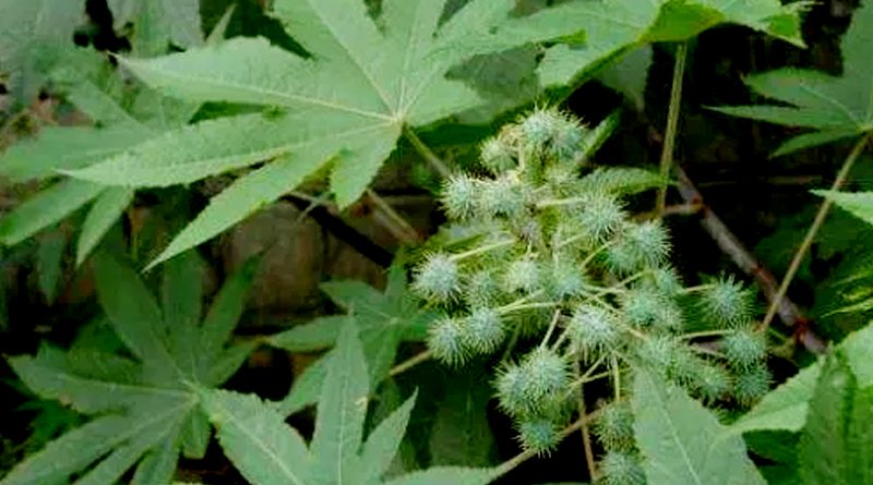 Castor Farming In India