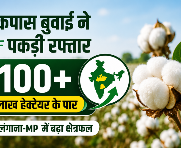 Kapas Buwai Ka Rakba 100 Lakh Hectare Ke Paar 2026