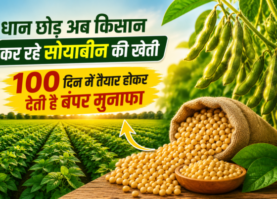 Soyabean Ki Kheti Se Kitni Kamai Hoti Hai