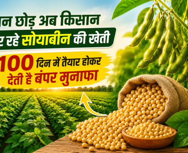 Soyabean Ki Kheti Se Kitni Kamai Hoti Hai
