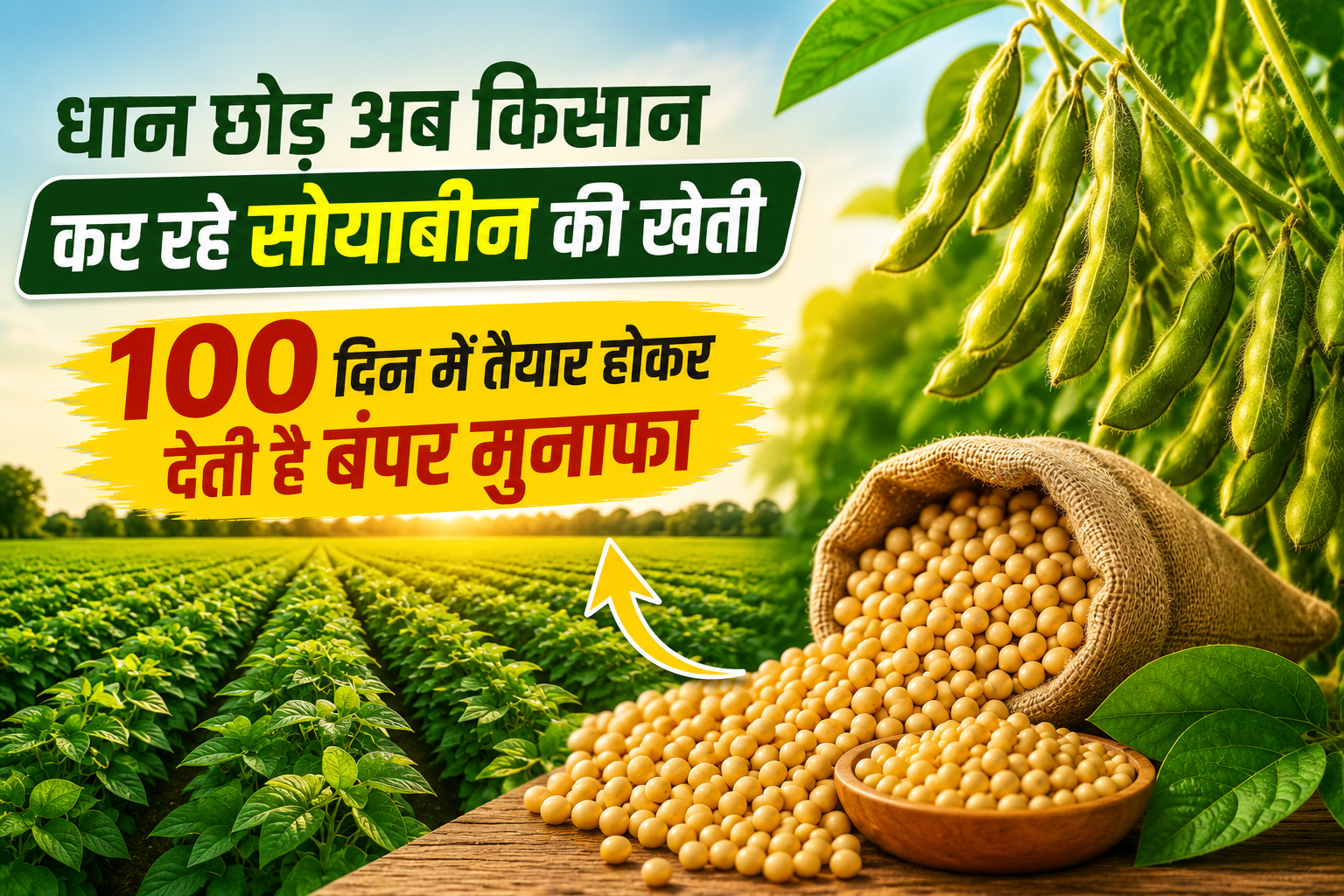 धान छोड़ अब किसान कर रहे सोयाबीन की खेती, 100 दिन में तैयार होकर देती है बंपर मुनाफा Soyabean Ki Kheti Se Kitni Kamai Hoti Hai?
