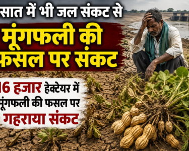 Barsat Me Bhi Jal Sankat Se Moongfali Ki Fasal Par Sankat