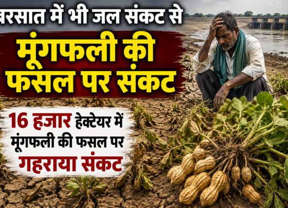 Barsat Me Bhi Jal Sankat Se Moongfali Ki Fasal Par Sankat