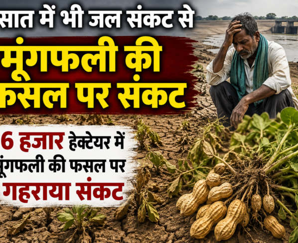Barsat Me Bhi Jal Sankat Se Moongfali Ki Fasal Par Sankat
