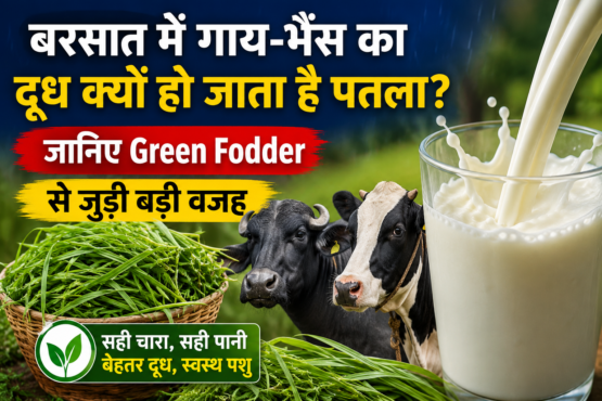 Green Fodder