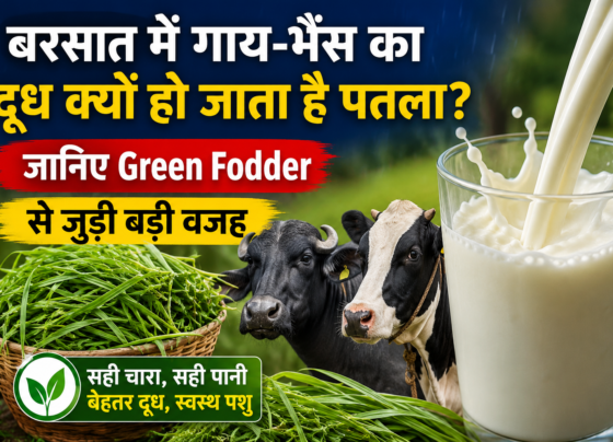 Green Fodder