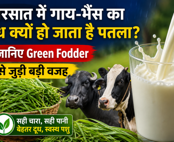 Green Fodder