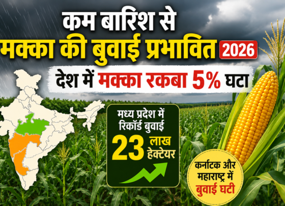 Kam Barish Se Makka Ki Buwai Prabhavit 2026