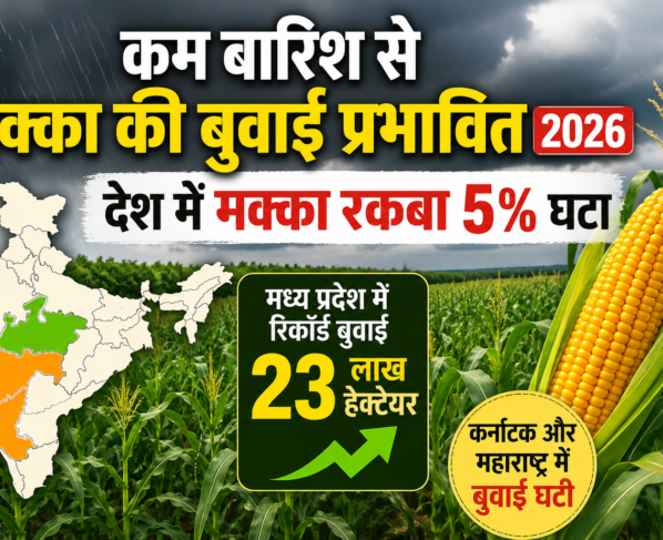 Kam Barish Se Makka Ki Buwai Prabhavit 2026