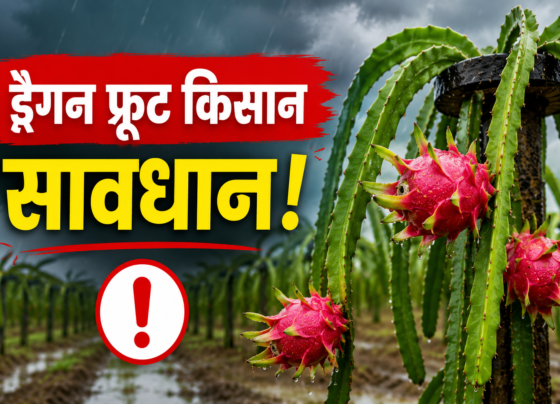 Dragon Fruit Ki Kheti Mein Fungus Se Bachav