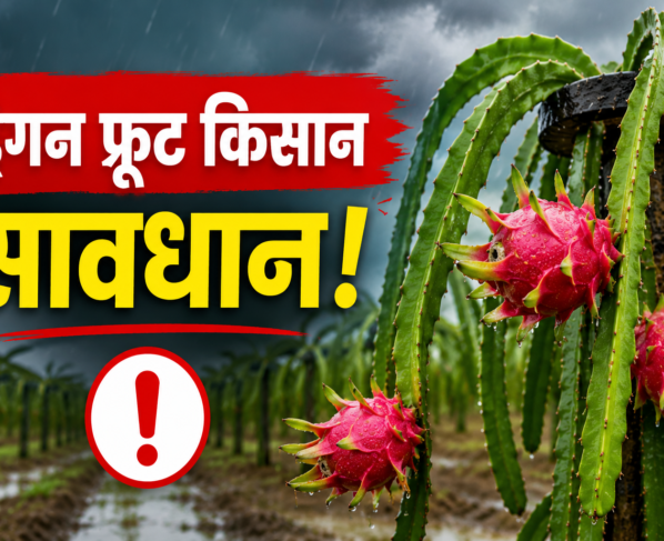 Dragon Fruit Ki Kheti Mein Fungus Se Bachav