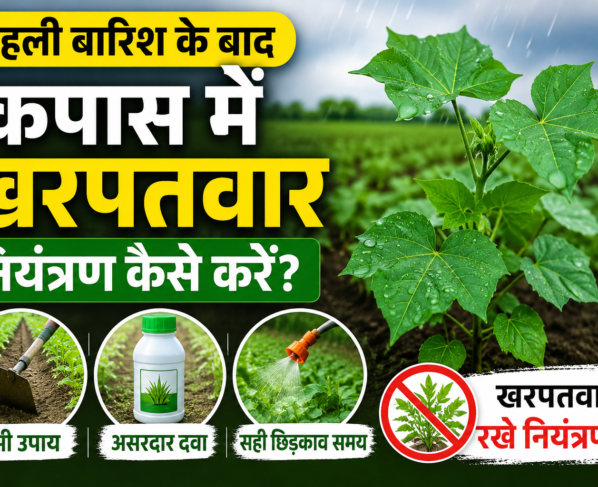 Kapas Me Kharpatwar Control Kaise Kare