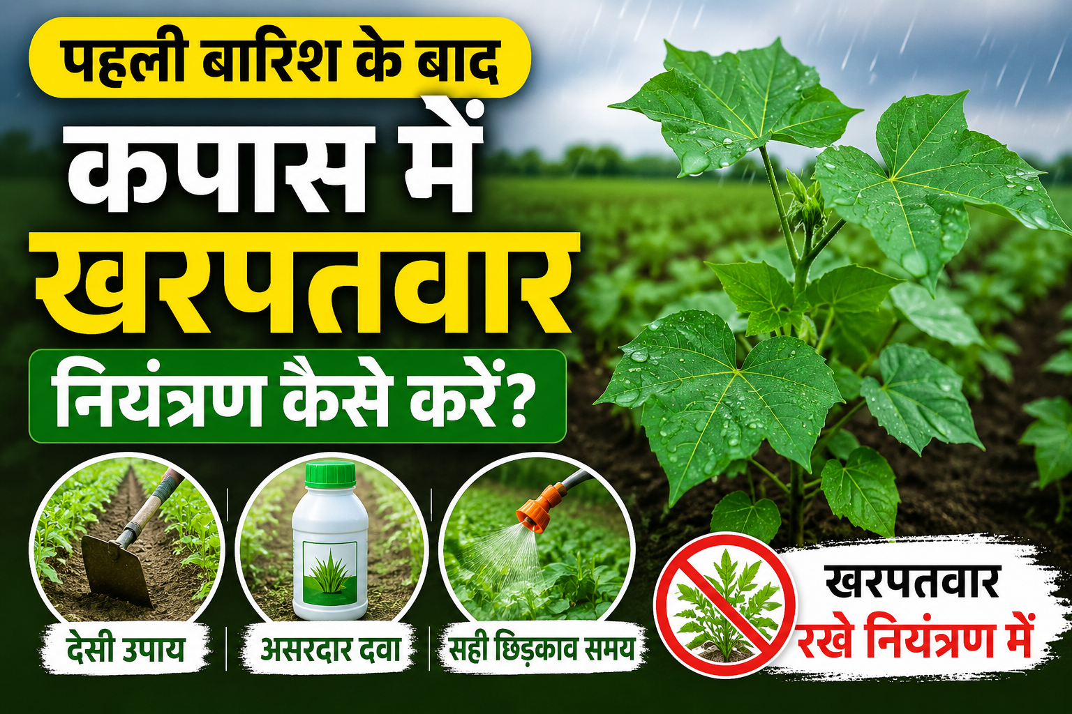 पहली बारिश के बाद कपास में खरपतवार नियंत्रण कैसे करें? जानें देसी उपाय, दवा और सही छिड़काव का समय Kapas Me Kharpatwar Control Kaise Kare