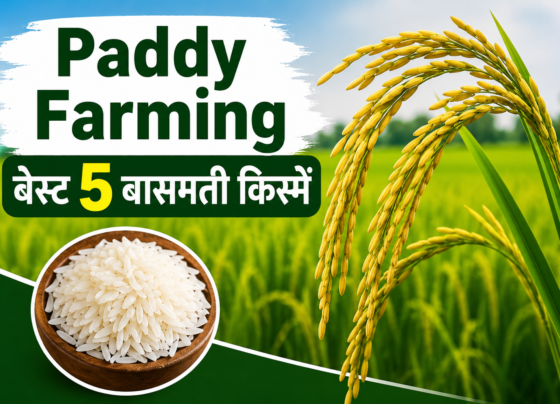 Paddy Farming
