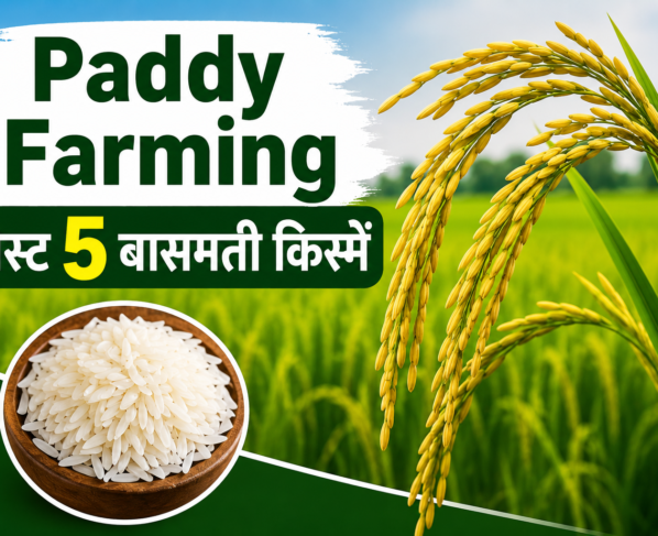 Paddy Farming