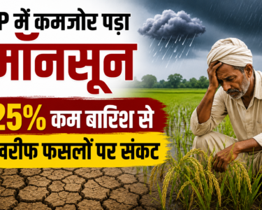 UP Mein Kamzor Pada Monsoon Se Dhan Ki Fasal Par Asar